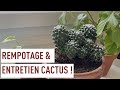 Comment rempoter et entretenir les Cactus !