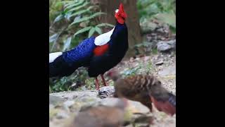 Swinhoe's Pheasant Bird 🐦 Beautiful 😍😱💙💜❤