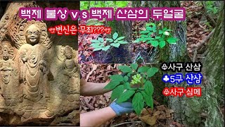 (6-1편.가야산)진짜배기 산삼을 찾아서!