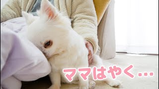 忙しいママをず～っと待ってる健気な犬の朝