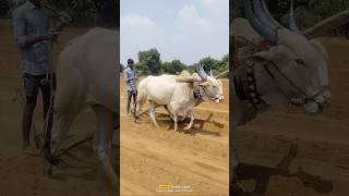 palledoddi Harikrishna alludu Ashok Kumar bulls amazing performance