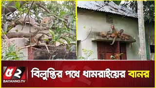 বিলুপ্তির পথে ধামরাইয়ের বানর | Endangered monkeys