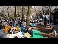 東京お花見散歩　散りゆく桜　井の頭公園　2018.3.31 sakura