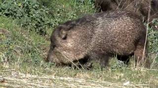 Born Animal Mark Fraser Collared Peccary