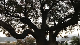 대전 괴곡동 700살 느티나무 700-year-old Zelkova tree in Goegok-dong, Daejeon 大田グェゴクドン700歳ケヤキ