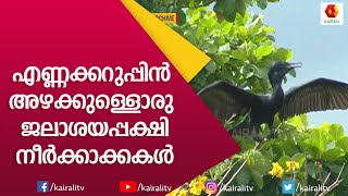 നീർക്കാക്കകളെക്കുറിച്ച്  അറിയാം | Cormorant | Neerkkaka | Kilivathil | All About Birds | Kairali TV