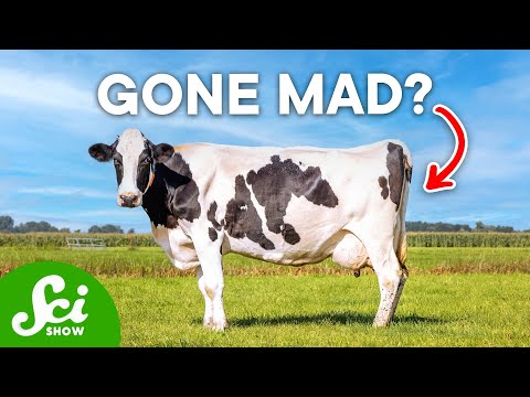 Is mad cow disease still around?