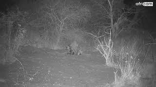 Hyena Mating Attempt at Naledi