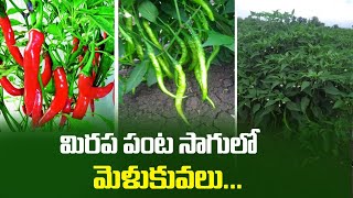 #మిరప # #chilli virus#ముడుత నివారణ #Sonal Raasi seeds#Chilli Virus control# #Mirchi#. || YK Labs