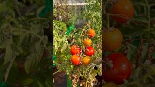 #shorts மாடித்தோட்டத்தில் தக்காளி 😍Tomato in Terrace Garden/Ripe Tomatoes in Garden #Plants #tomato