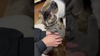 子猫動画　マンチカンのラピちゃんとブリティッシュのあおくん　ほんとは仲がいいのだー💕