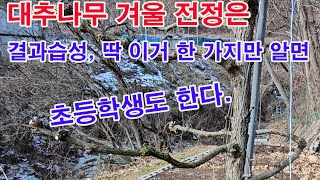 대추나무 겨울 전정은 결과 습성, 딱 이거 한 가지만 알면 초등학생도 한다.(과수 전정, 과일나무 겨울전정, 대추나무 전정, 대추나무 겨울 전정, 대추 전정법, 대추 겨울 전정법)