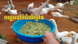 របៀបដាក់ចំណីក្ងានរបស់ខ្ញុំ-Bak Sey Toch