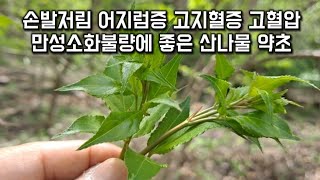 고추나무,새순나물~나물로먹어도 손발저림 어지럼증 두통 고지혈증 고혈압 심장병 만성소화불량에 좋은 산나물 약초