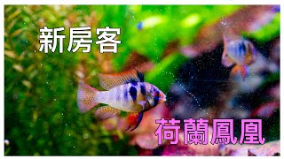 降完水溫後 隔天狀況 ⋯⋯今天來介紹新房客 荷蘭鳳凰短鯛