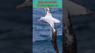 పక్షుల గురించి మీకు తెలియని నిజాలు #birds #life #facts #trending #ytshorts #shorts @deeplifefacts