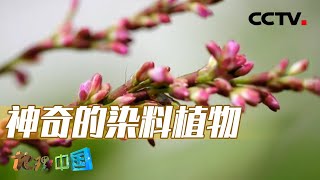 俗语“青出于蓝而胜于蓝”中的“蓝”竟是它？金铁锁又是如何依靠根系锁住水土的？20231006 多彩大地10 |《地理·中国》CCTV科教