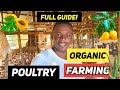 Full Guide To Raise Organic Chicken