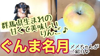 【Japanese apple Gunma Meigetsu】A pet dog that introduces apples from Aomori prefecture＃18