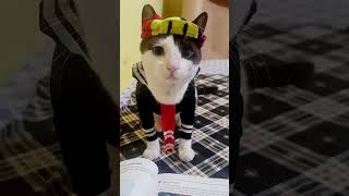 gato chavo y quico  don ramon ropavejero