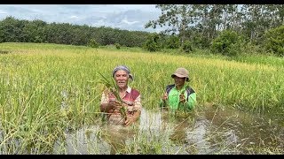 Pesawah rugi sawah padi tenggelam