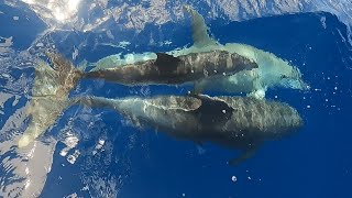 Wildlife in the Caribbean Sea - Sailing Deinemeid H13