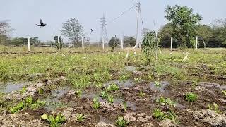 Chival, Pardi, Valsad,Gujarat, India.