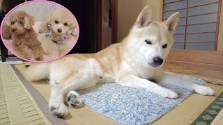 実家の柴犬の現状と虎太郎・三桜との対面について。