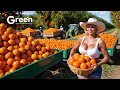 Orange Farming - Orange Harvesting & Orange Juice Making Process in Factory🍊| Agriculture Technology