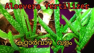 aloevera fertilizer #കറ്റാർവാഴ വളം #organic#fertilizer