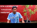 RESTORING A FICUS CONCINNA 3 YEARS HINDI NKA TIKIM NG WIRE