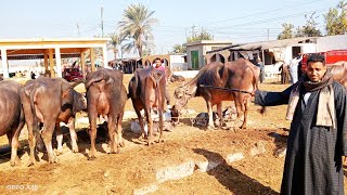 اسعار الجاموس الوالد في سوق دمنهور العمومي للمواشي اليوم