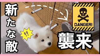 初めての掃除機に激ギレのサモエド犬ミールww