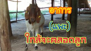 อาการ(แพะ)ใกล้จะคลอดลูก.. | by ชีลองฟาร์ม