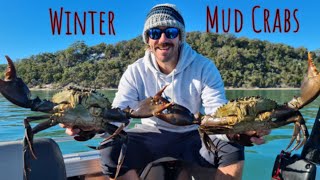 WINTER MUD CRABS catch and cook #37