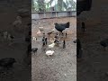 perkembangan doc ayam kampung setelah umur 20 hari shorts