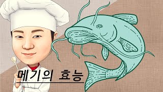 메기의 효능에 대해서 알려드리겠습니다 !