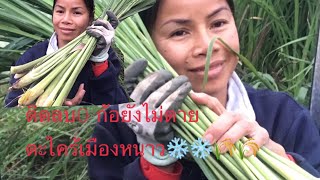 #เกษตร อินทรีย์ #ตะไคร้ เมืองหนาว อากาศติด-ทำไมตะไคร้ ถึงยังไม่ตาย❄️❄️🌾