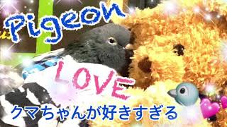 クマちゃんが好きすぎる鳩のポッピ君