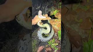 Catching as many pythons as I can! #animals#wildlife#snake#python#educational#crazy#alligator#viral