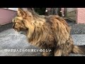 地域猫 モフモフたぬき猫11月。冬支度開始