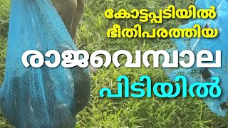 കോട്ടപ്പടി വാവേലിയിൽ നിന്നും രാജവെമ്പാലയെ പിടികൂടി