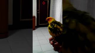 ［金太陽#小乖\u0026coco] EP.3  金太陽鸚鵡coco學飛  #SunConure #Aratinga solstitialis #金太陽 #金太陽鸚鵡 #鸚鵡訓練