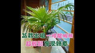 盆栽出租一條龍服務 超輕鬆享受綠意 富臨園藝 @FuLinHorticulture