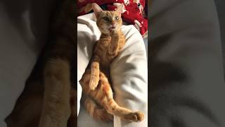 足を組むねこ　A cat that crosses its legs  #ねこ #ねこ動画 #shorts