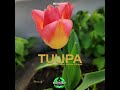 tulipa original mix