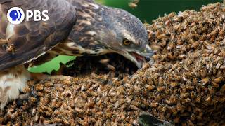 Honey Buzzards Feast on Deadly Hornets