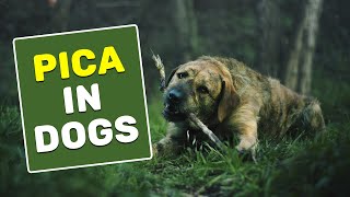 Pica In Dogs | Petmoo