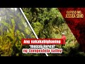 Ang nakakabighaning ‘mossy forest’ ng Compostela Valley  | Kapuso Mo, Jessica Soho