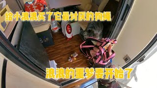 房车旅行各种购物，浪浪害怕狗绳也得安排上，安全养狗人人有责【肉肉夫妻房车记】